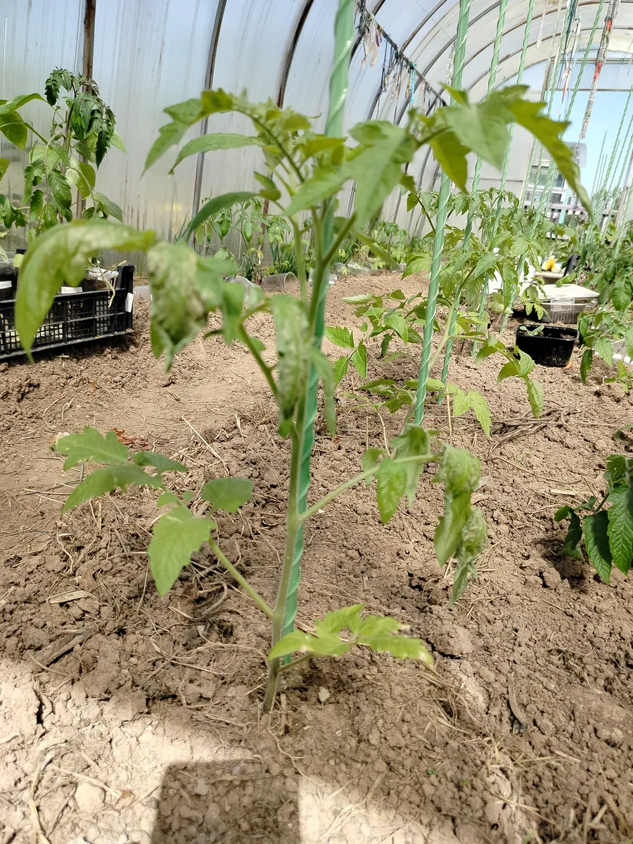 ТОРФ'ЯНІ СТАКАНЧИКИ