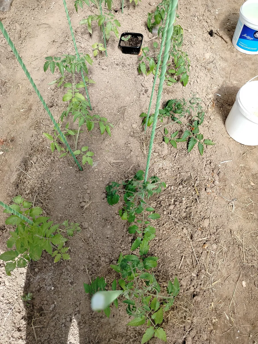 ТОРФ'ЯНІ СТАКАНЧИКИ